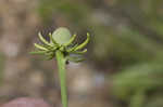 Pinnate prairie coneflower